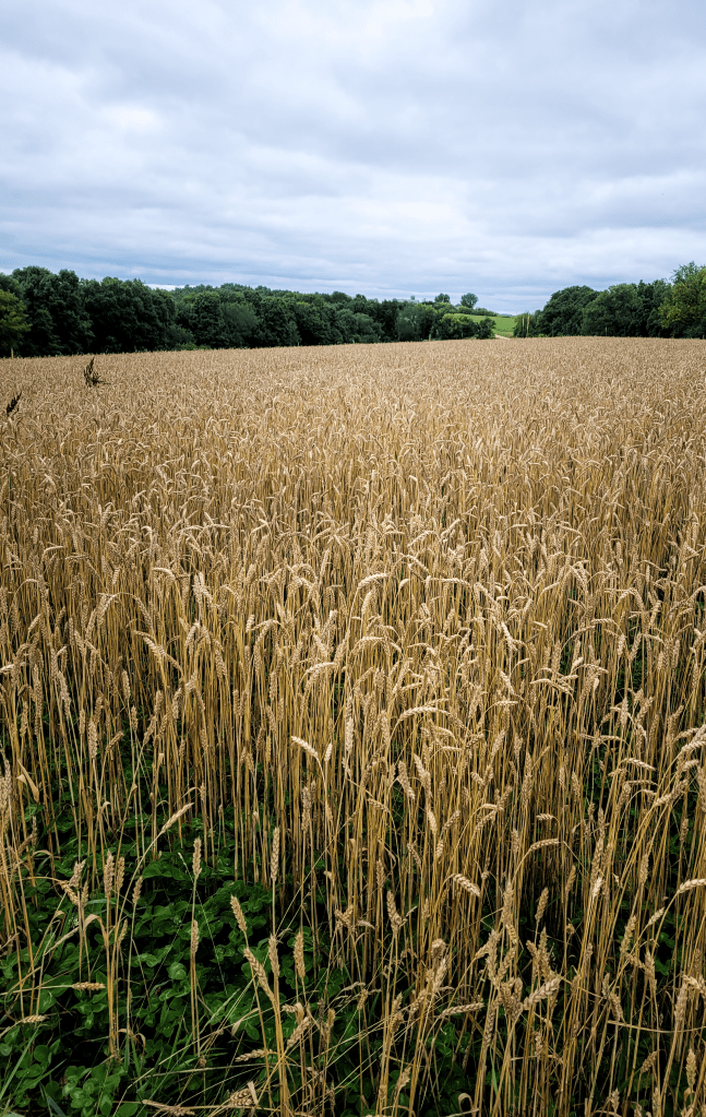 Golden wheat grows in a field, stretching towards a dense green forest under an overcast sky.