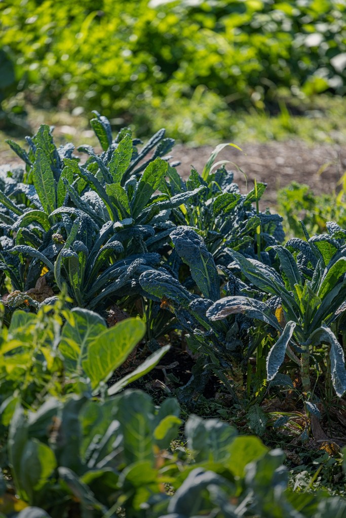 Deep green kale grows from a small urban farm plot.