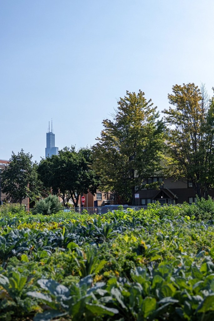 Deep green kale grows from an urban farm plot in Chicago, with Sear's Tower visible in the skyline.