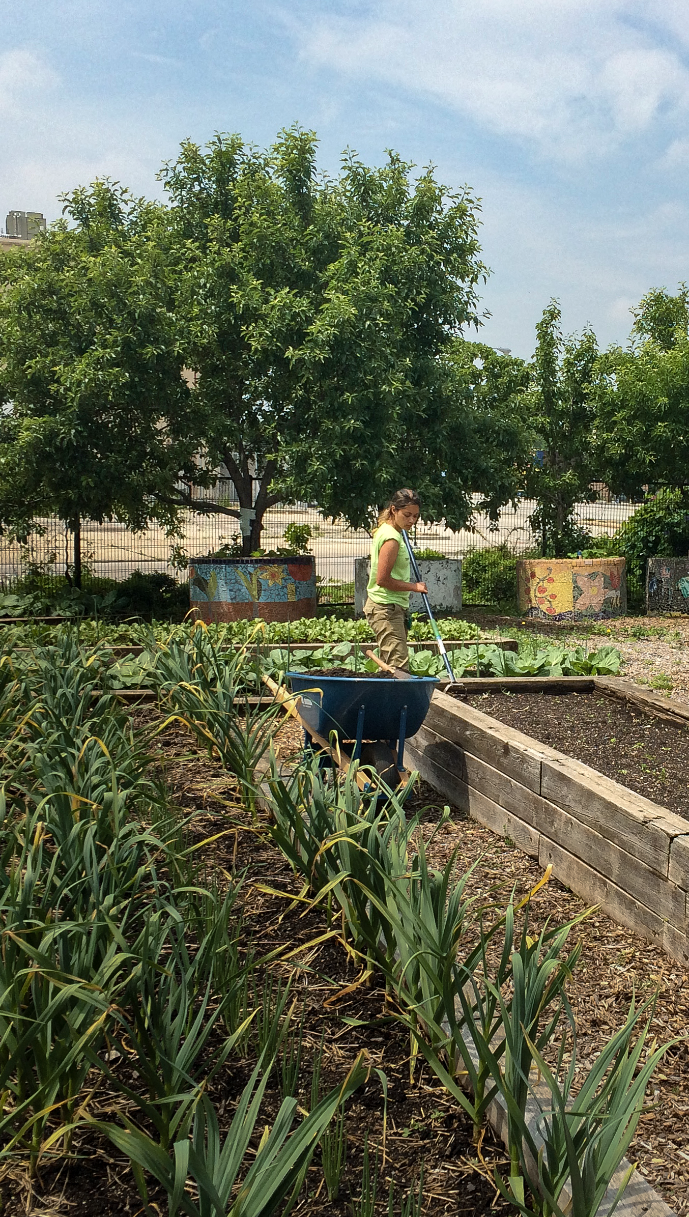 A person in a garden using a wheelbarrow among rows of green plants and wooden garden beds.